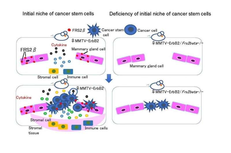Molecular mechanism of microenvironment creation by FRS2ß for breast cancer carcinogenesis
