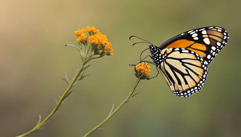 Monarch butterflies raised in captivity can still join the migration