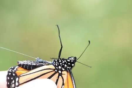 Monarchs raised in captivity can orient themselves for migration, study reveals