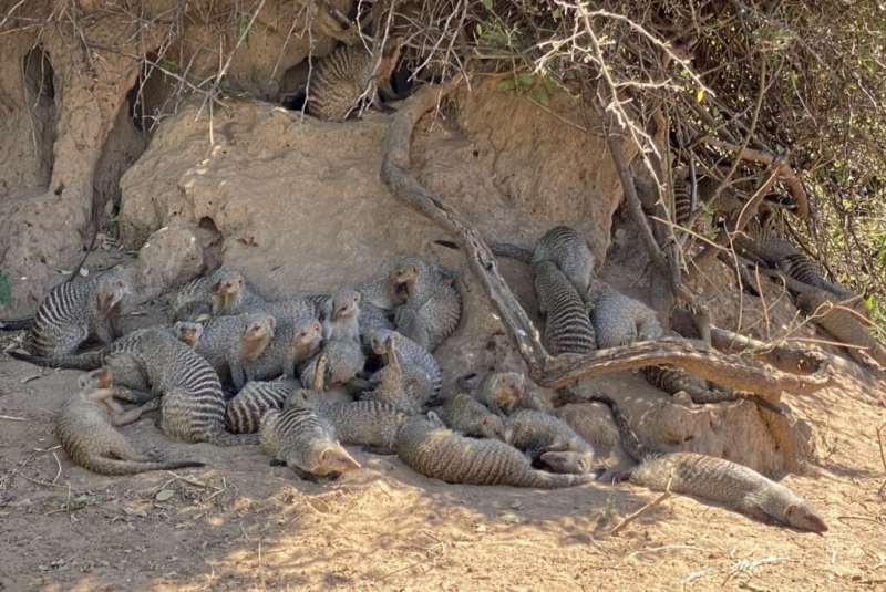 Mongoose in the city: How landscape can impact disease transmission in Botswana