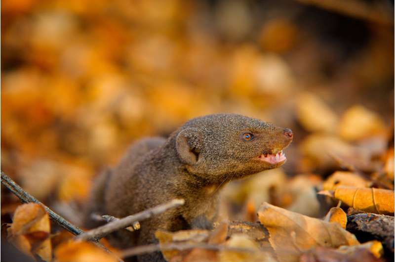 Mongooses give bullies the cold shoulder, scientists find