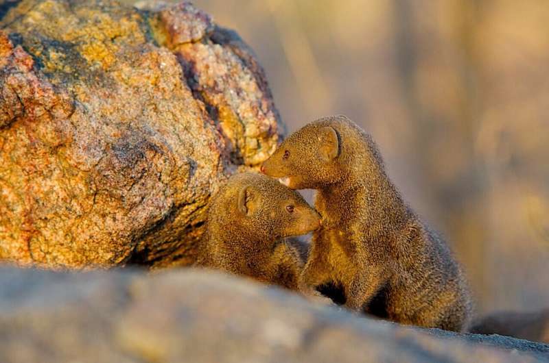 Las mangostas dan a los matones un hombro frío, según los científicos