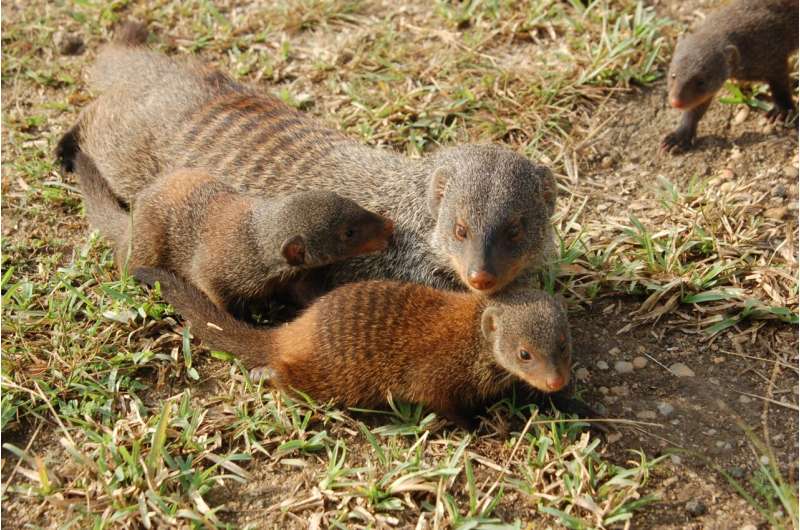 Mongooses solve inequality problem