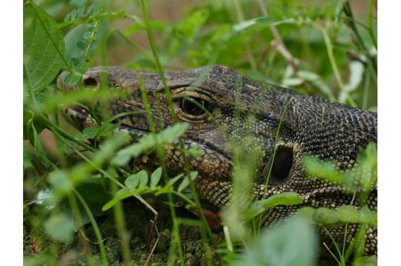 Monitor lizards in Borneo found to prefer forests next to oil palm plantations