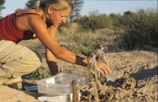 Monitoring the Meerkats of the Kalahari