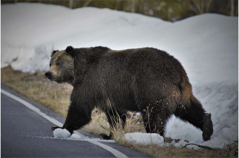 Montana seeks to end protections for Glacier-area grizzlies
