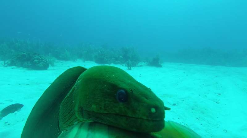 Moray eels thrive on coral reefs close to people