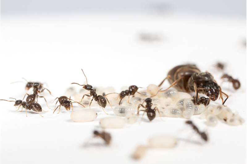 More diverse ant colonies raise more offspring