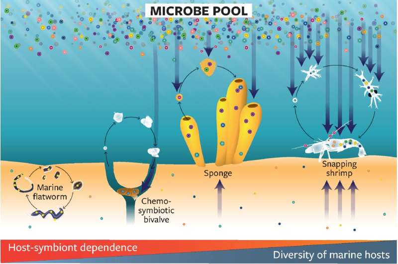 More research needed into microbes that live in and on sea creatures