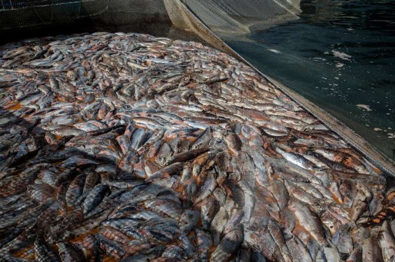 More than 4,200 tons of salmon fell victim to killer algae in Chile in April
