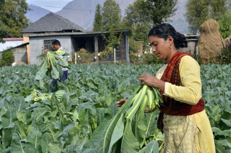 More than half of surveyed crop varieties are under threat of extinction, according to study in India