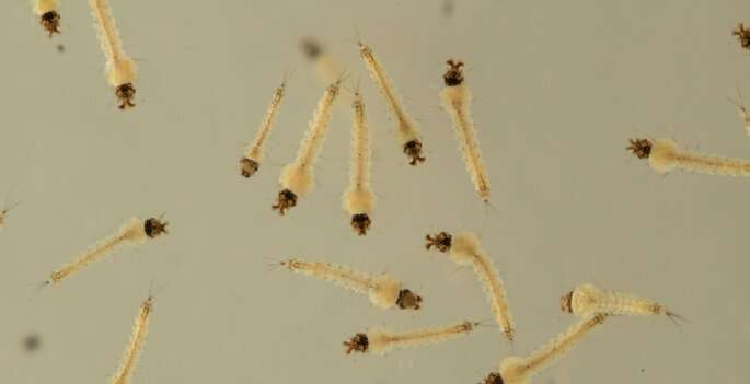 Mosquito larvae are surprisingly complex