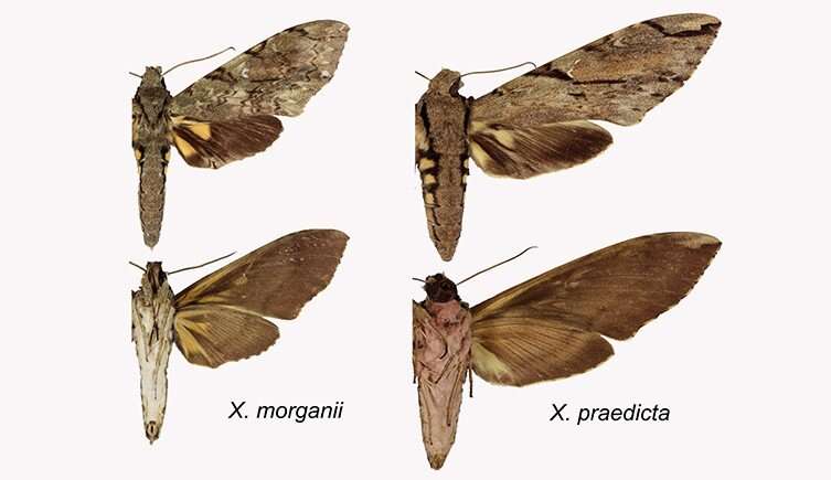 New hawk moth species are among the smallest ever discovered – Research News