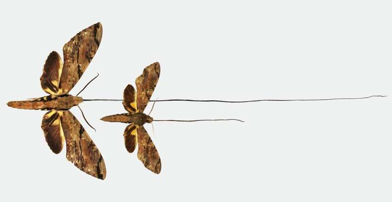 Moth predicted to exist by Darwin and Wallace becomes a new species