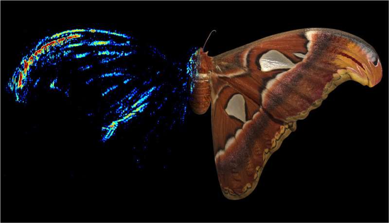 Moth wingtips an ‘acoustic decoy’ to thwart bat attack, scientists find