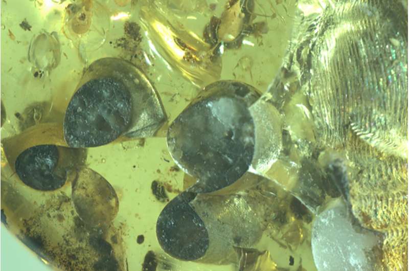 Mother snail labors for posterity in bed of mid-Cretaceous amber