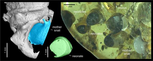 Mother snail labors for posterity in bed of mid-Cretaceous amber