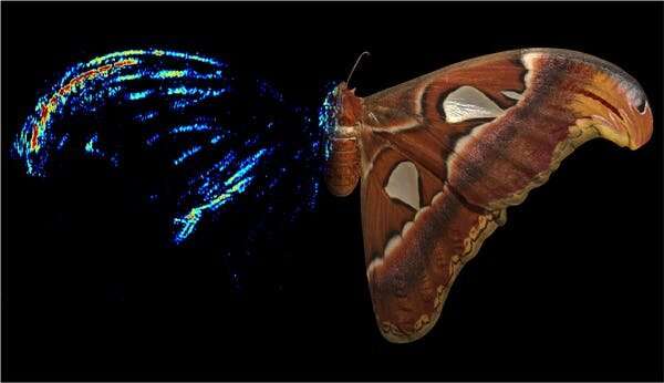 Moths use acoustic decoys to dodge bat attacks – new research