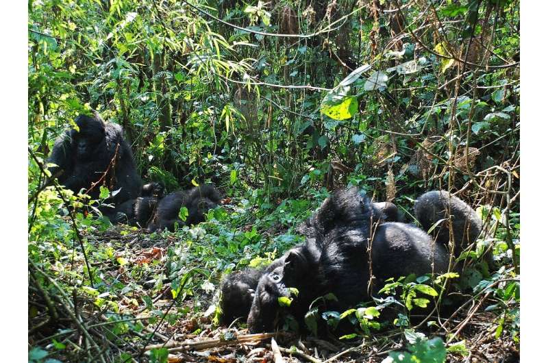 Mountain gorillas in the Democratic Republic of Congo's Virunga National Park in 2015