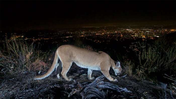 Mountain lions moved less, downsized territory during LA’s pandemic shutdown