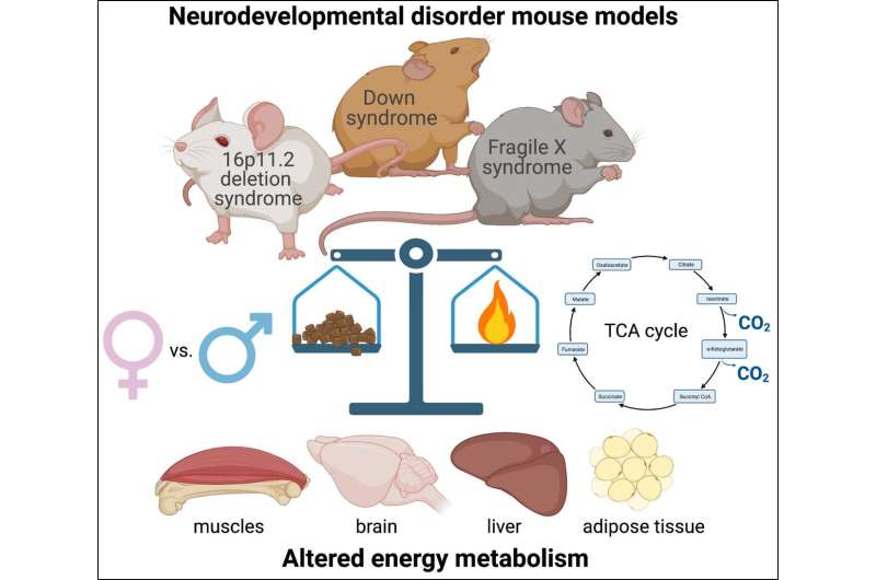 Mouse models of neurodevelopmental disorders display metabolic dysfunction