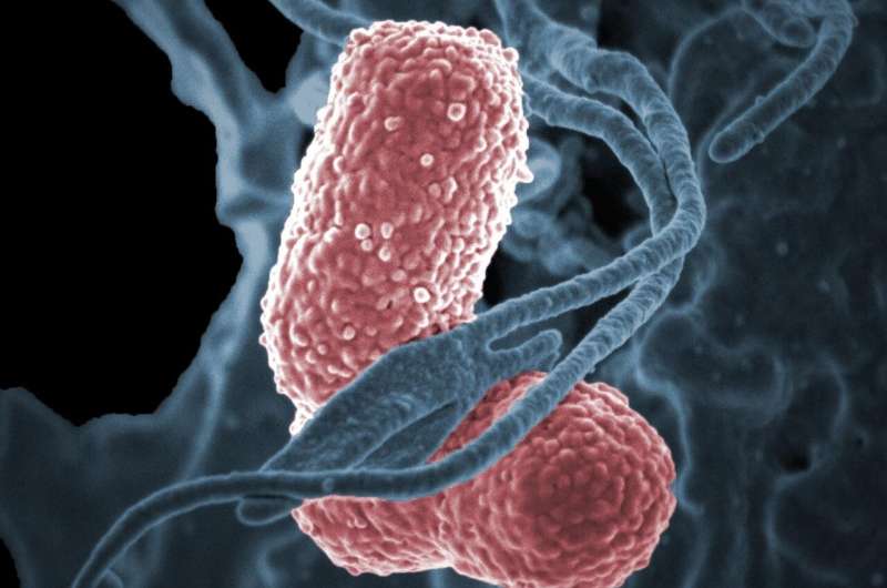 Mouse study shows bacteriophage therapy could fight drug-resistant Klebsiella pneumoniae