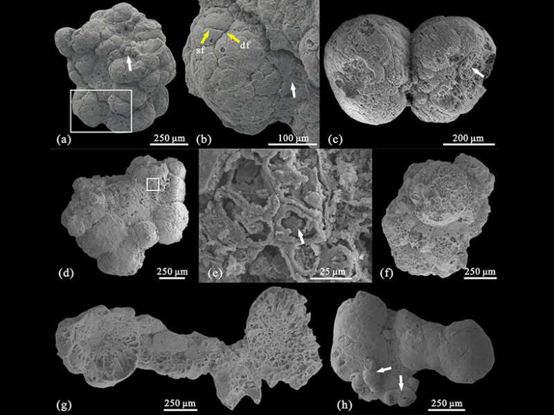 Multicellular algae discovered in an Early Cambrian formation