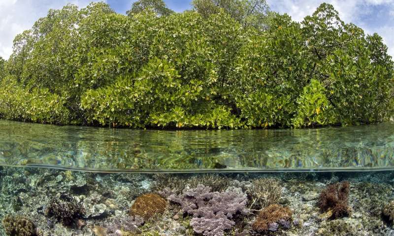 Multitalented mangroves—spotlight on the trees that could save the planet