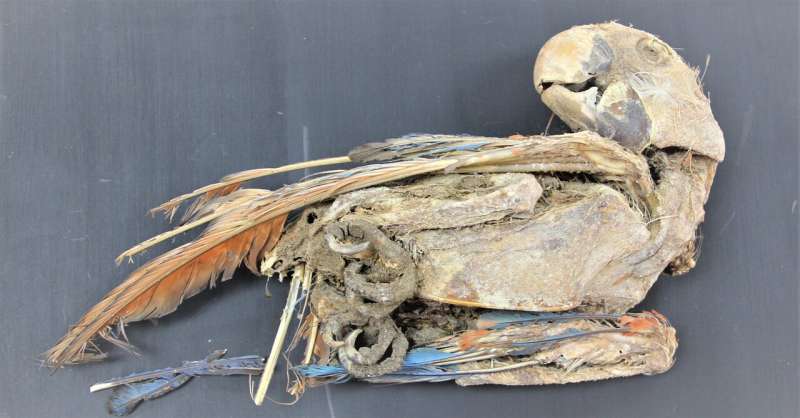 Mummified parrots point to trade in the ancient Atacama desert