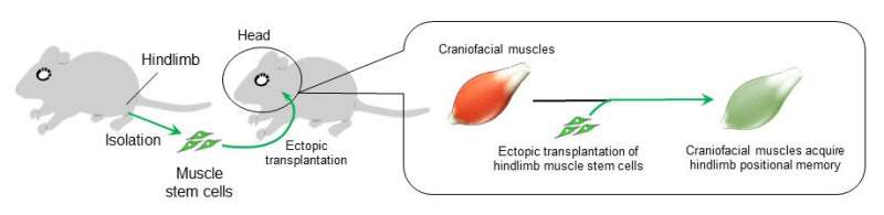 Muscles retain positional memory from fetal life