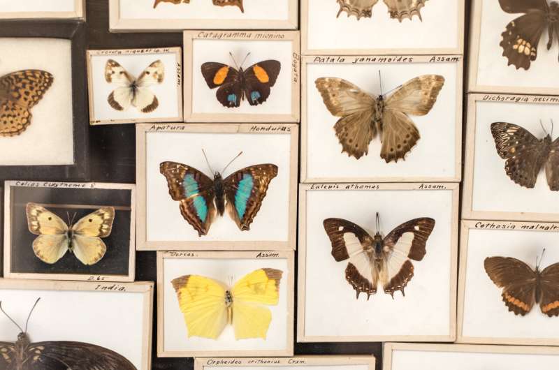 Museum collections predict species abundance in the wild