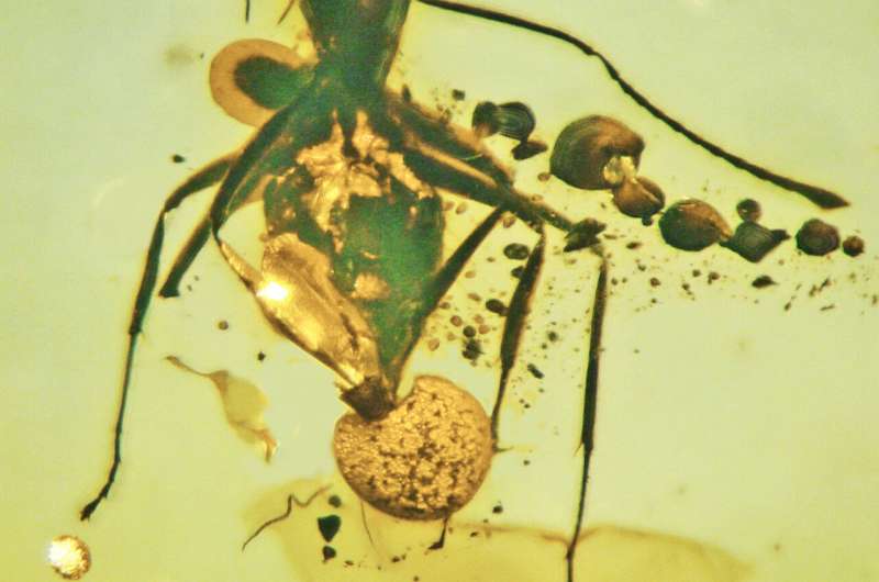 Mushroom growing out of fossilized ant reveals new genus and species of fungal parasite