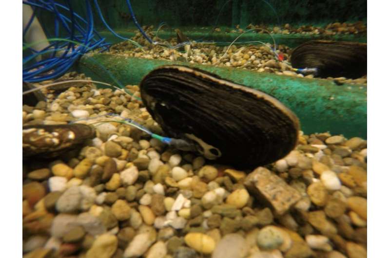 Mussel sensors pave the way for new environmental monitoring tools