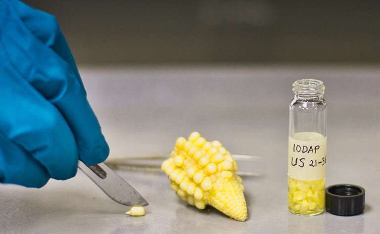 Los genes mutantes del maíz aumentan el azúcar en las semillas y las hojas y pueden conducir a una mejor cosecha.