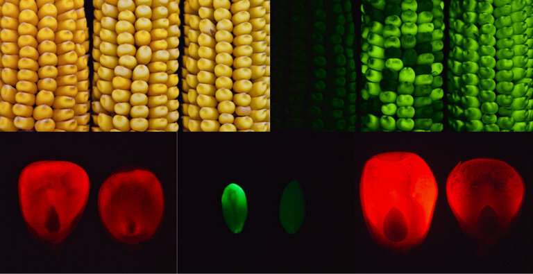 Mutant corn gene boosts sugar in seeds, leaves, may lead to breeding better crop