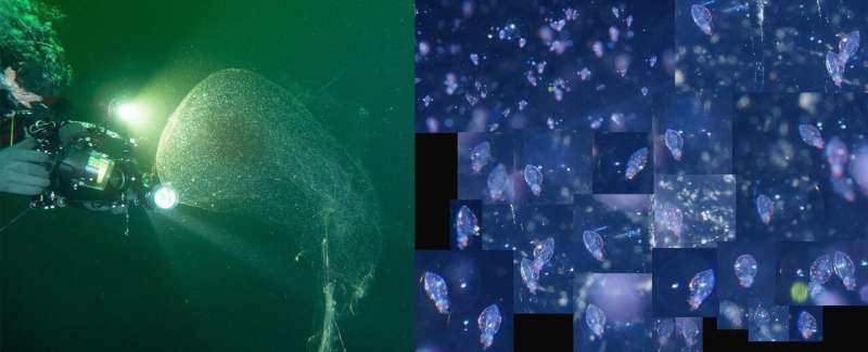 Mysterious blobs found off the coast of Norway identified as squid egg sacs