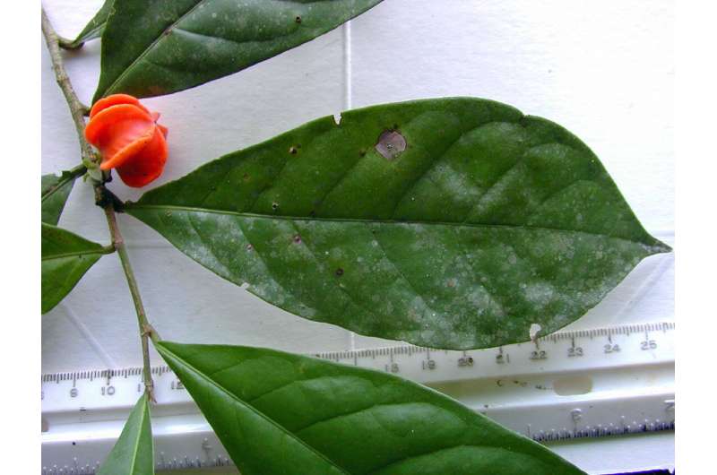 Newswise: “Mystery plant” from the Amazon declared a new species after nearly 50 years of flummoxing scientists