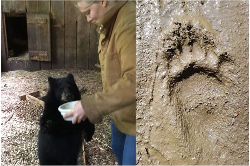 Mystery solved: Footprints from site a at Laetoli, Tanzania, are from early humans, not bears