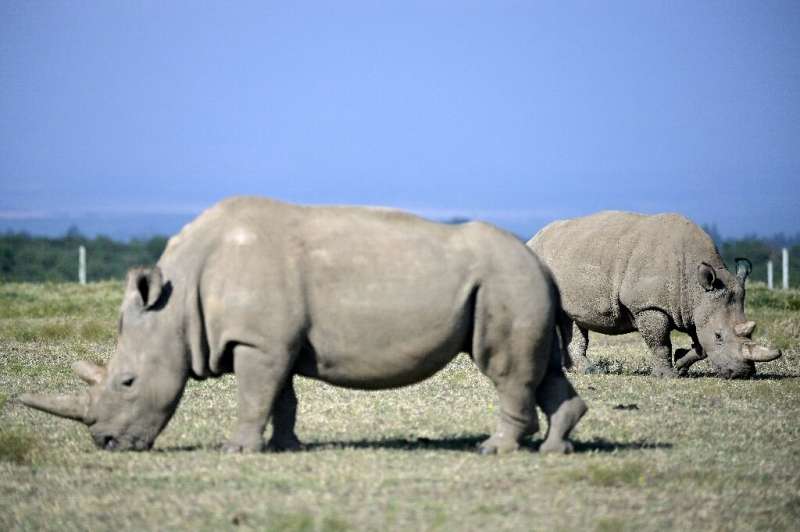 Najin, in the foregound, pictured with her daughter Fatu, the last two remaining northern white rhinos on earth