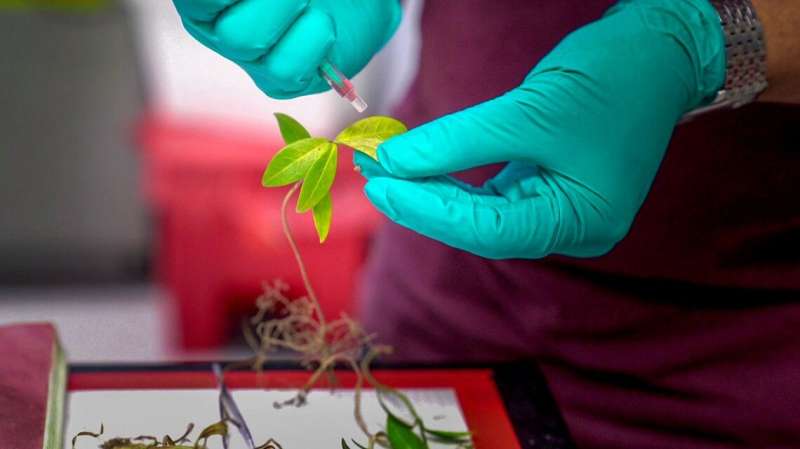 Nanoscale sensors measure elusive water levels in leaves