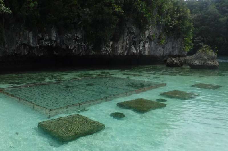 NASA Satellites Help Plan Future for Palau Fish Stocks