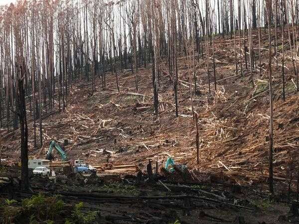 Native forest logging makes bushfires worse – and to say otherwise ignores the facts