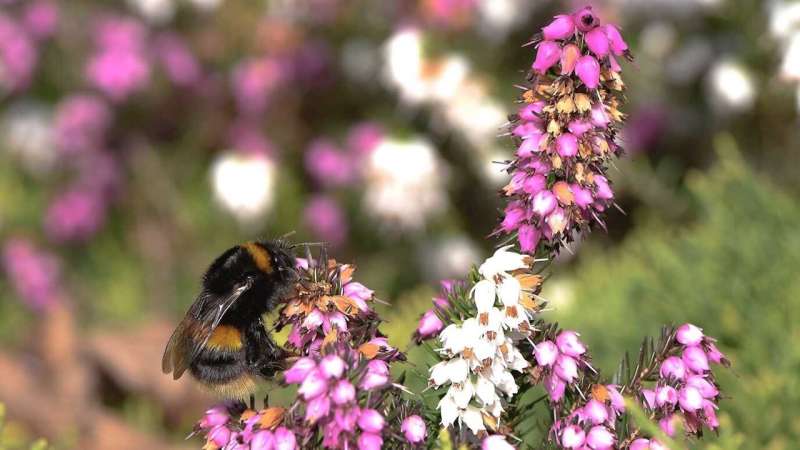 Natural caffeine found in floral nectar can prevent disease in bumblebees