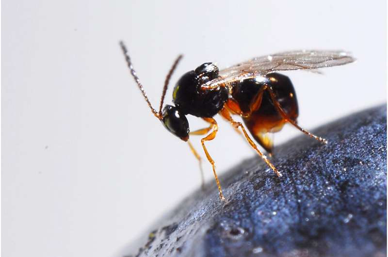 Natural enemy of invasive, berry-eating fly found in U.S. – WSU Insider