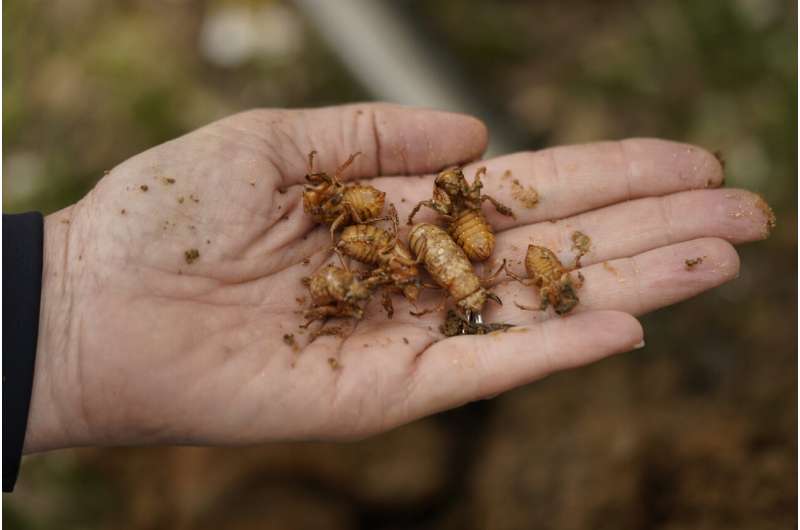 Nature at its craziest: Trillions of cicadas about to emerge