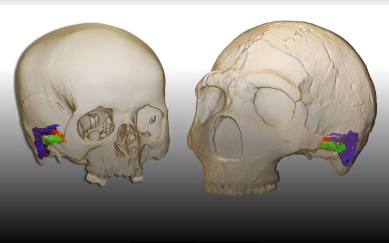 Neandertals had the capacity to perceive and produce human speech