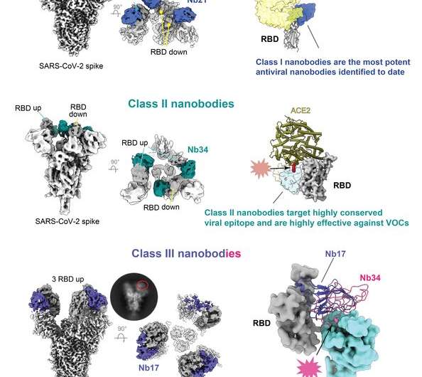 Near-atomic look at three ways to thwart SARS-CoV-2 variants