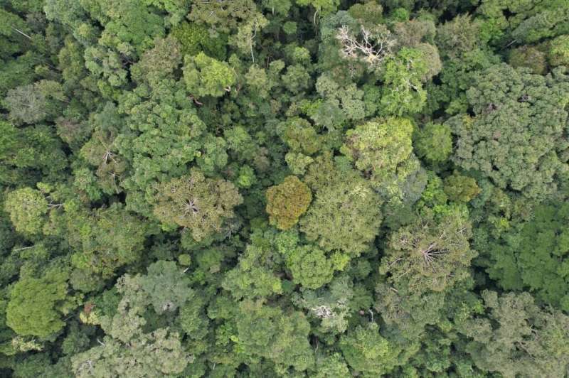Nearby forest loss predicts future deforestation on protected lands