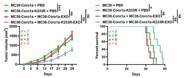 Neddylated Coro1a negatively regulates extracellular vesicles biogenesis