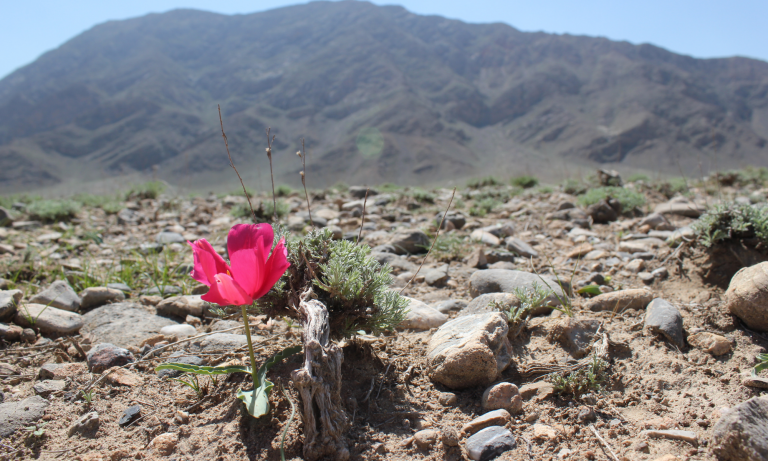 Neglected species – who cares about Kyrgyzstan’s threatened tulips?